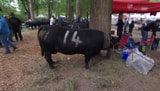 Rinder kämpfen anders als Kühe (Artikel enthält Video)