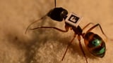 Video «Bio-Waffe gegen Ambrosia, Ameisenforschung, Liebeskummer» abspielen