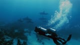 Video ««Einstein»-Spezial: Delfine im Roten Meer» abspielen