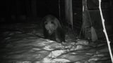 Video «Neue Bilder wilder Tiere: Die unglaubliche Nähe (1/3)» abspielen