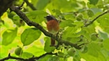 «Tierische Freunde» Vorschau: Der vogelfreundliche Garten (Artikel enthält Video)