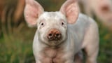 Armes Schwein – Heiss geliebt und wild umstritten 