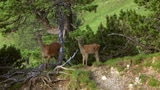 Video «100 Jahre Schweizerischer Nationalpark (1/6)» abspielen