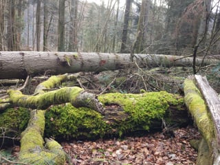 Totholz im Wald