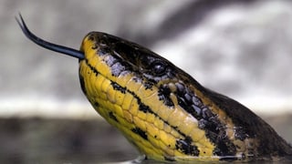 Eine gelbe Annaconda taucht in einem Tierpark in Mannheim aus dem Wasser.