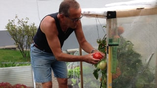 Ein Mann mit Brille, schwarzem Shirt und blauen Shorts pflückt im Garten eine reife Tomate.