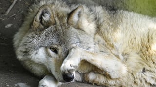 Ein Wolf im Schatten.
