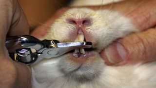 Die Zähne eines Kaninchens werden gekürzt.