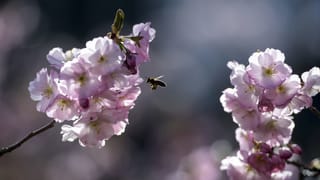 Bild von Bienen bei der Bestäubung. Bild von Bienen bei der Bestäubung.