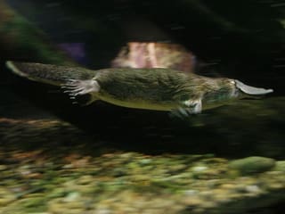 Schwimmendes Schnabeltier Schwimmendes Schnabeltier