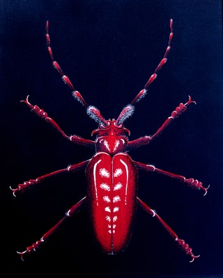 Eine rotes Insekt vor schwarzem Hintergrund.