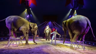 Zwei Elefanten in einem Zirkus stehen auf Sockeln.