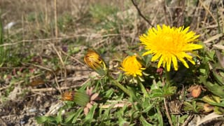 Löwenzahn mit Blüte Löwenzahn mit Blüte