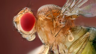 Makrofotografie einer Fruchtfliege