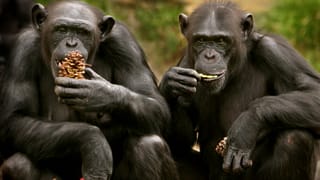 Zwei Schimpansen sitzen und essen Futter.