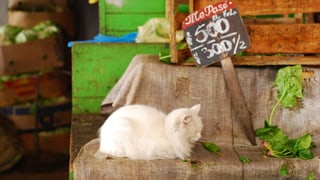 Eine Katze an einem Marktstand. 