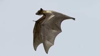 Ein fliegender Palmenflughund.