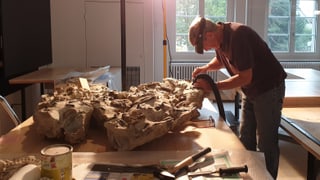 Präparator mit Staubsauger in der Hand saugt einen fossilen Meeresboden ab Präparator mit Staubsauger in der Hand saugt einen fossilen Meeresboden ab
