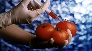 Symbolbild: Tomaten, in die eine Hand mit Gummihandschuh eine Spritze hineinsticht.