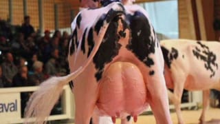 Kühe leiden für «Schönheitsideale»