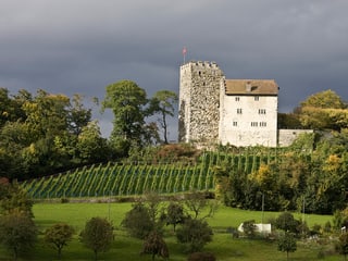 Burg mit Rebberg im Vordergrund.