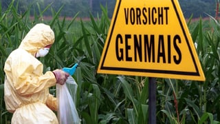 Ein Greenpeace-Aktivist sammelt Proben auf einem Genmais-Feld.