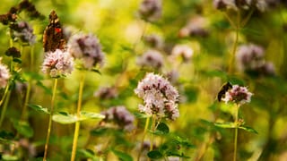Schmettreling auf Oregano-Blüte Schmettreling auf Oregano-Blüte