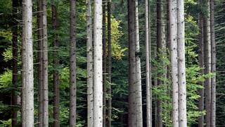 Baumstämme in einem Zürcher Wald.