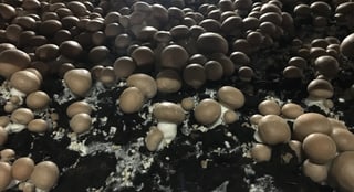 Blick auf ein Beet mit reifen Champignons. Blick auf ein Beet mit reifen Champignons.