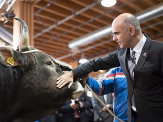Alain Berset streichelt einen Stier
