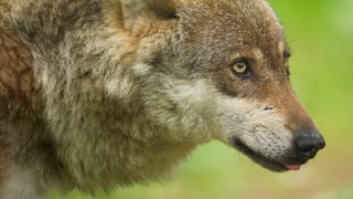 Ein Wolf. Ein Wolf.
