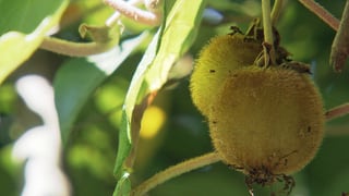 Waldkiwis Waldkiwis