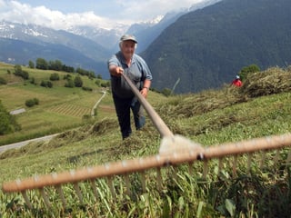 Ein Bergbauer recht das Heu auf einer steilen Almwiese zusammen. Ein Bergbauer recht das Heu auf einer steilen Almwiese zusammen.