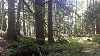 Wald Wald