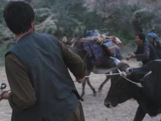 Ein Still aus dem Film «Wolf and Sheep». Ein Still aus dem Film «Wolf and Sheep».