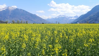 Blick über ein blühende Rapsfeld, dahinter die Glarner Berge mit Quellwolken. Blick über ein blühende Rapsfeld, dahinter die Glarner Berge mit Quellwolken.
