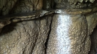 stein stein