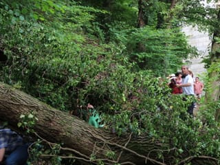 Ein umgestürzter Baum quer über dem Wanderweg. Die Wanderer kriechen unten durch.