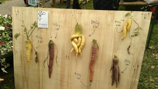 Krumme Rüebli suchen Kundschaft (Artikel enthält Audio)