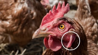 Huhn in einer Nahaufnahme. Es ist braun und man sieht den grossen Kopf mit den roten Ohrscheiben.