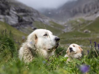 Herdenschutzhunde auf einer Wiese. Herdenschutzhunde auf einer Wiese.