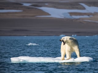 Ein Eisbär steht auf einer einsamen Eisscholle.