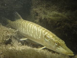 Hecht in der Aare