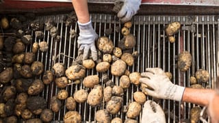 Der hohe Preis der perfekten Kartoffel (Artikel enthält Video)
