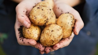 Eine Hand hält Kartoffeln.
