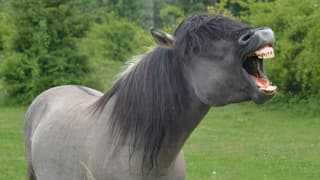 Ein Pferd auf einer grünen Wiese. Ein Pferd auf einer grünen Wiese.