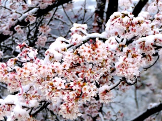 Schnee auf lila Blüten.