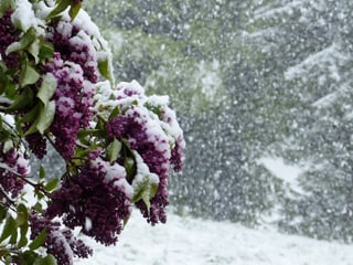 Links im Bild der schneebedeckte violete Flieder. Rechts im Bild starkes Schneetreiben.