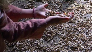 Mädchenhände vor einem Boden voller Getreidekörner