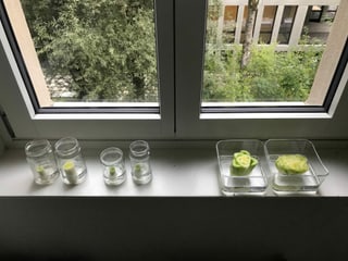 Gemüseresten auf Fenstersims.